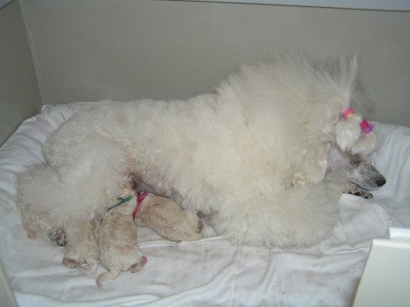 DORLY štěňátka B 1. den